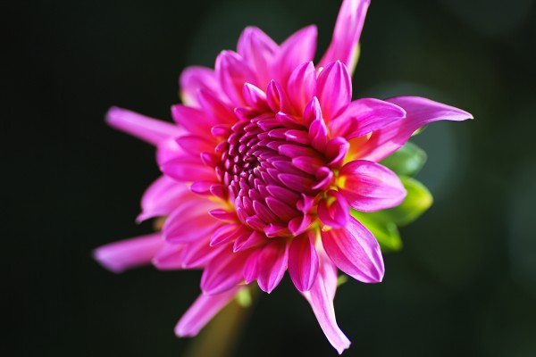 Vibrant Pink Dahlia by Joy Watson